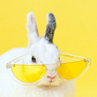 Rabbit with eyeglasses